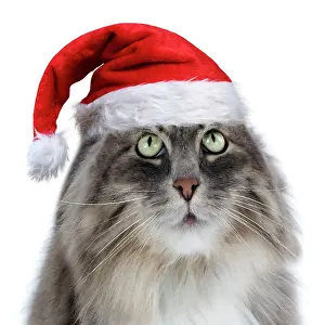 Lens: 80200406 Siberian Cat - fish-eye lens wearing Christmas