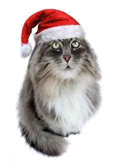 Lens: 80200407 Siberian Cat - fish-eye lens wearing Christmas
