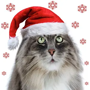 Lens: 80200408 Siberian Cat - fish-eye lens wearing Christmas