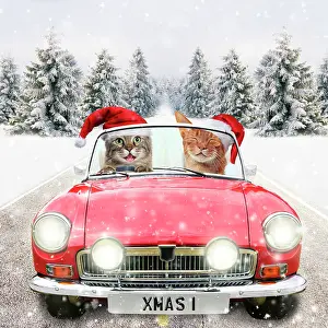 Driving: 80200409 Cats - driving car through winter scene
