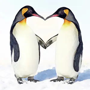 Weird: 80200410 Emperor Penguin - pair holding hands -