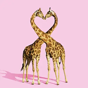 Embracing: 80200411 Southern Giraffe - male and female embracing