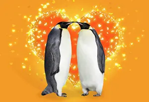 Touching: 80200414 Emperor Penguin - two adults touching noses