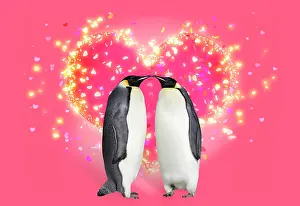 Touching: 80200415 Emperor Penguin - two adults touching noses