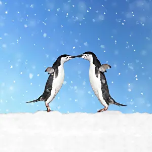 Chinstrap: 80200418 Chinstrap Penguin - pair kissing - in snow