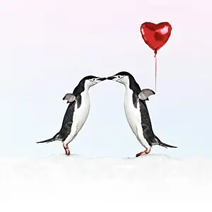 Chinstrap: 80200419 Chinstrap Penguin - pair kissing - one