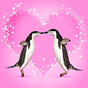 Chinstrap: 80200421 Chinstrap Penguin - pair kissing - heart
