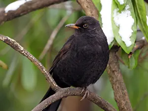 Turdus: 80200427 Blackbird - sitting in tree Germany Turdus