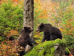 Wald: 80200428 Brown Bear - young playing on rock in autumn