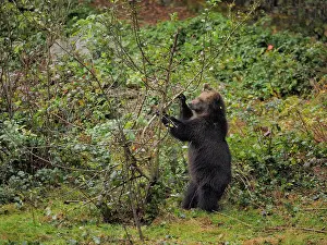 Wald: 80200430 Brown Bear - young (controlled conditions)