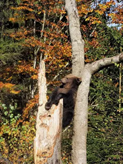 Wald: 80200431 Brown Bear - young climbing tree in autumn