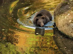 Wald: 80200432 Brown Bear - young swimming in water with