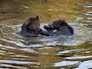 Wald: 80200433 Brown Bear - young playing in water - controlled