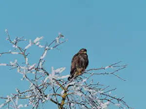 Buzzard: 80200434 Buzzard - in snow covered tree Germany