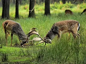 Rutting: 80200435 Fallow Deer - fighting in rutting season