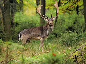 Fallow: 80200436 Fallow Deer - buck in autumn forest Germany