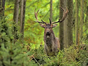 Fallow: 80200437 Fallow Deer - buck in autumn forest Germany