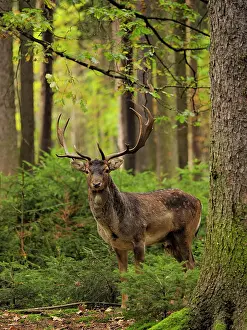 Fallow: 80200438 Fallow Deer - buck in autumn forest Germany