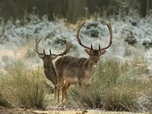 Bucks: 80200439 Fallow Deer - two bucks standing at the