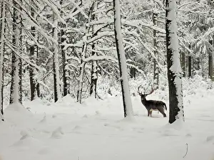 Fallow: 80200440 Fallow Deer - buck in snow covered forest