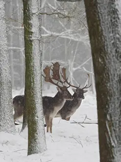 Bucks: 80200441 Fallow Deer - bucks in snow covered forest