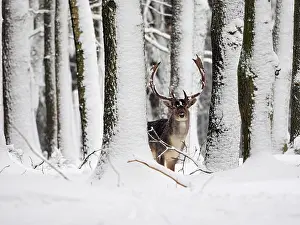 Fallow: 80200442 Fallow Deer - buck in snow covered forest