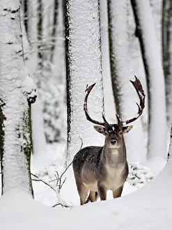 Fallow: 80200443 Fallow Deer - buck in snow covered forest