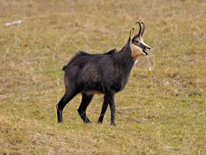 Paradiso: 80200453 Chamois Gran Paradiso National Park, Italy