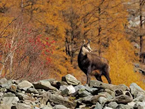 Paradiso: 80200454 Chamois - yearling on rocks with autumn