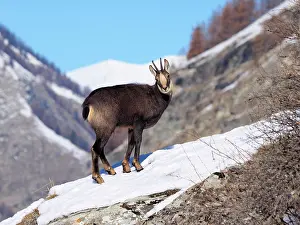 Gran: 80200455 Chamois - in snow Gran Paradiso National