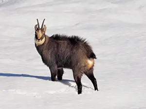 Paradiso: 80200457 Chamois - in snow Gran Paradiso National