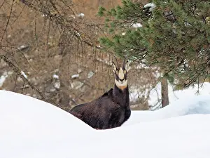 Gran: 80200458 Chamois - in snow Gran Paradiso National