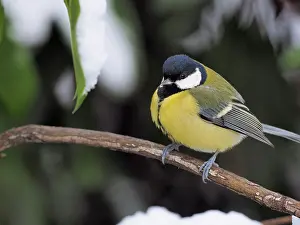 Song: 80200459 Great Tit - on branch in winter snow Germany