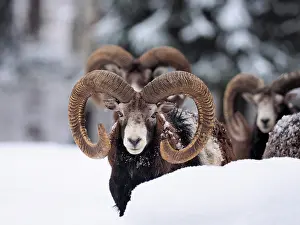 Rams: 80200460 European Mouflon - rams in snow Germany