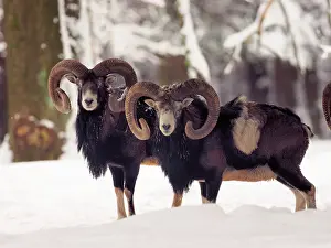 Rams: 80200461 European Mouflon - rams in snow Germany