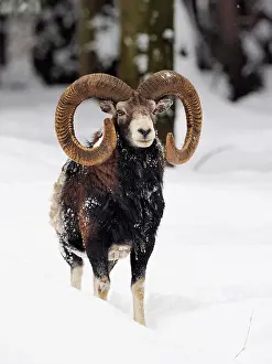 Mouflon: 80200462 European Mouflon - ram in snow Germany