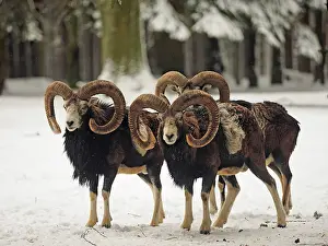 Rams: 80200463 European Mouflon - rams in snow Germany