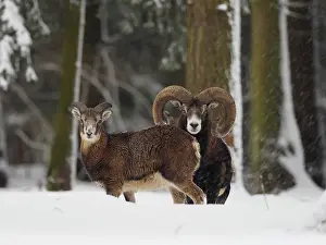 Mouflon: 80200464 European Mouflon - ram and ewe in snow