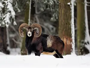 Mouflon: 80200465 European Mouflon - ram in snow Germany