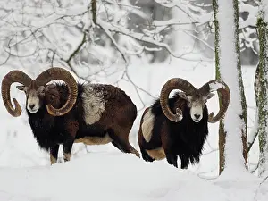Rams: 80200466 European Mouflon - rams in snow Germany