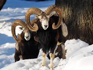Rams: 80200467 European Mouflon - rams in snow Germany