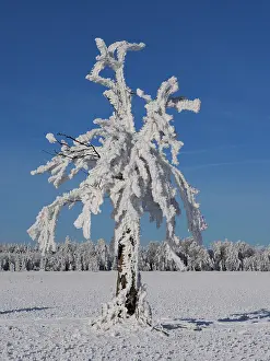 Erzgebirge: 80200468 Tree - covered with white frost Ore Mountains