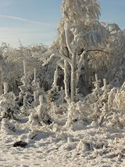 Erzgebirge: 80200469 Trees - covered in snow Ore Mountains