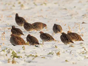 Partridge: 80200470 Grey Partridge - group sitting in snow