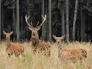 Hinds: 80200479 Red Deer - stag with hinds at forests edge