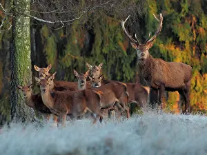 Hinds: 80200480 Red Deer - stag with hinds at forests edge