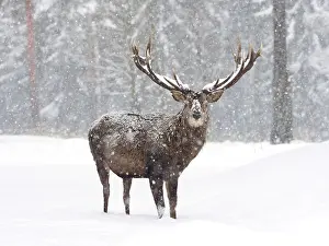 Snowfall: 80200481 Red Deer - stag standing at edge of forest
