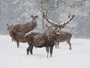 Snowfall: 80200483 Red Deer - stags and hinds standing at