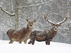Snowfall: 80200484 Red Deer - stag and hinds standing at forest