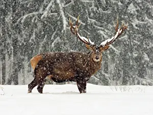 Snowfall: 80200485 Red Deer - stag standing at edge of forest
